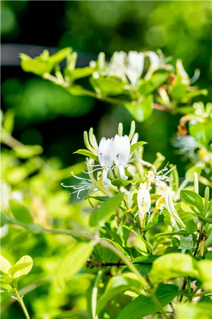 Lonicera japonica 'Halliana'