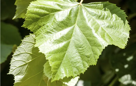 Tilia europaea 'Pallida'