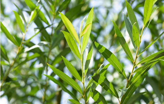 Salix fragilis