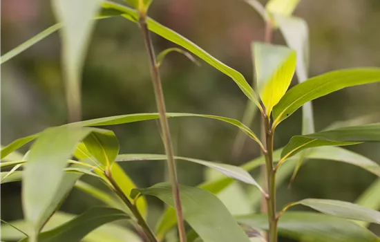 Pseudosasa japonica Pseudosasa japonica