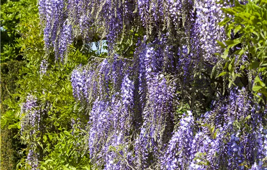Wisteria floribunda Wisteria floribunda