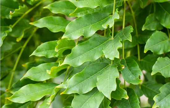 Wisteria floribunda 'Macrobotrys' Wisteria floribunda 'Macrobotrys'