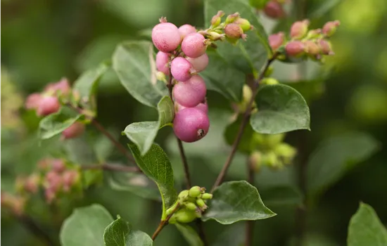 Symphoricarpos door. 'Magical Candy' -R-
