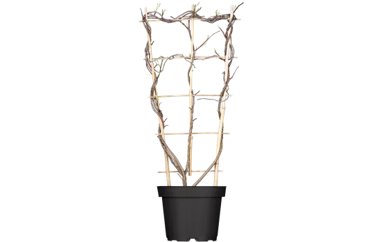 Wisteria frutescens 'Amethyst Falls' -R-