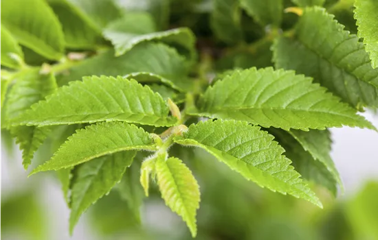 Ulmus hollandica 'Jacqueline Hillier'