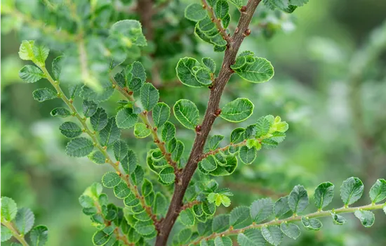 Ulmus parvifolia 'Seiju'