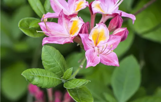 Rhododendron viscosum 'Pink and Sweet' Rhododendron viscosum 'Pink and Sweet'