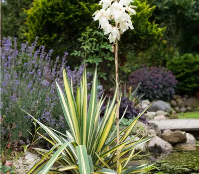 Yucca filamentosa