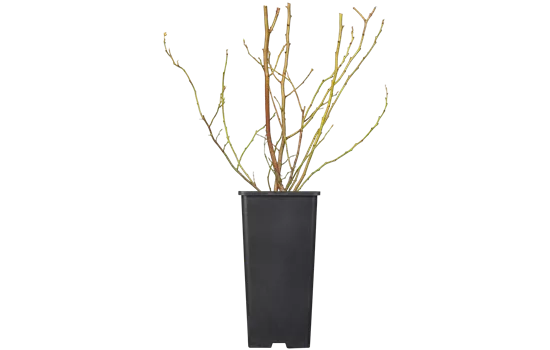 Vaccinium 'Brigitta Blue'