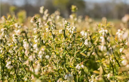 Vaccinium 'Hortblue Petite' Vaccinium 'Hortblue Petite'