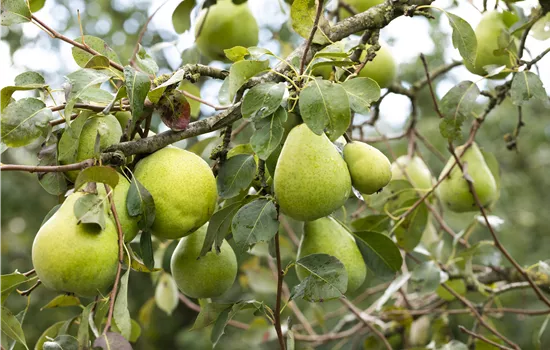 Pyrus com.'Alexander Lucas' CAC Pyrus com.'Alexander Lucas' CAC