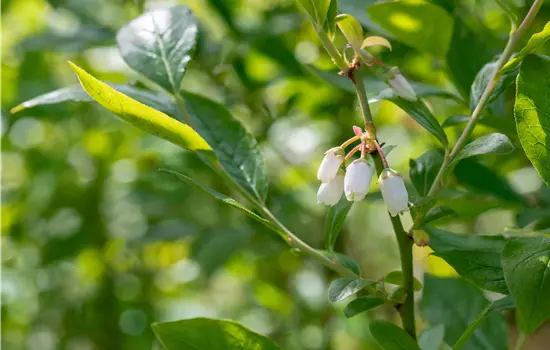 Vaccinium corymb.'Duke' CAC