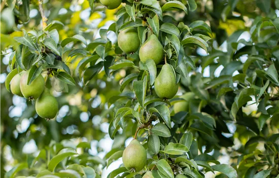 Pyrus com.'Gräfin von Paris' CAC Pyrus com.'Gräfin von Paris' CAC