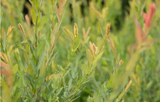 Salix purpurea