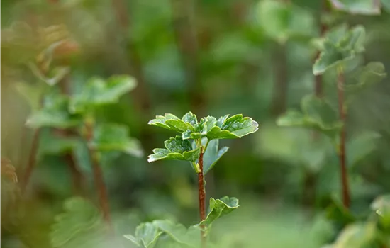 Ribes alpinum 'Schmidt'