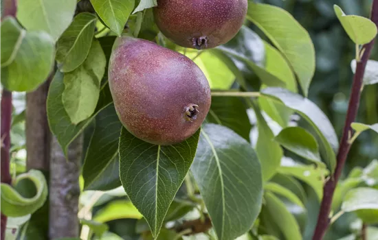 Pyrus com.'Rote Williams Christ' CAC Pyrus com.'Rote Williams Christ' CAC