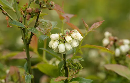 Vaccinium corymb. 'North Country'