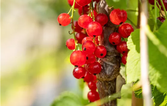 Ribes rubrum 'Jonkheer van Tets' CAC I Ribes rubrum 'Jonkheer van Tets' CAC I
