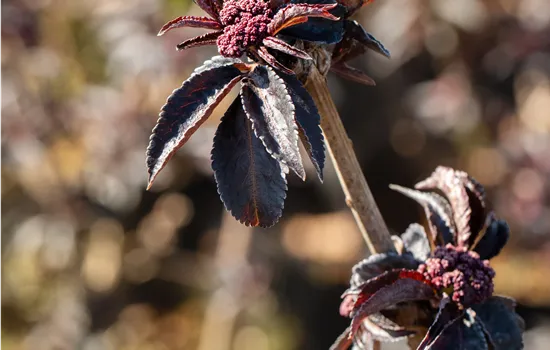 Sambucus nigra 'Black Tower' -R-