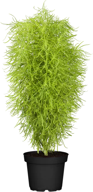 succulent aloe squarrosa Aloe Squarrosa — Cactus en Ligne main image 1
