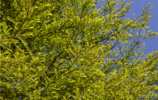Taxodium distichum Taxodium distichum