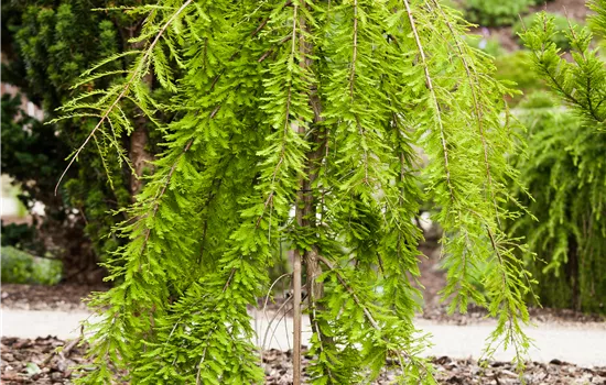 Taxodium distichum 'Cascade Falls' -R-