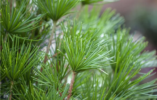 Sciadopitys verticillata Sciadopitys verticillata