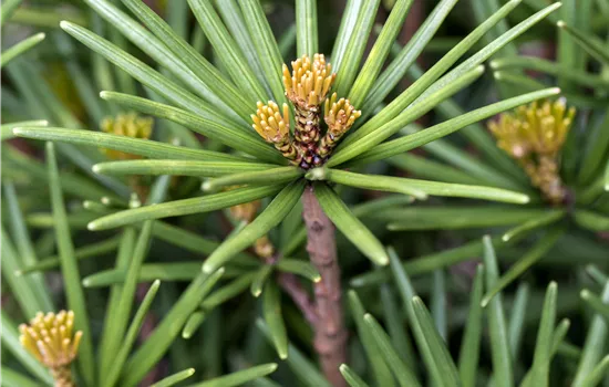 Sciadopitys verticillata 'Beauty Green' Sciadopitys verticillata 'Beauty Green'