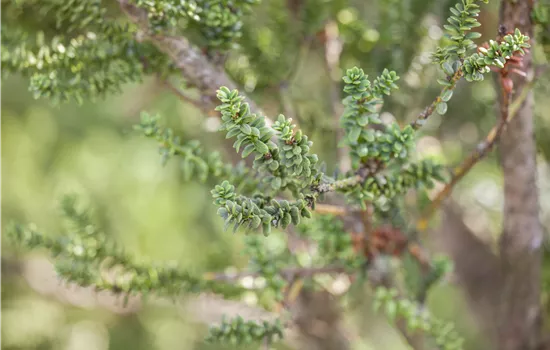 Taxus baccata 'Amersfoort'