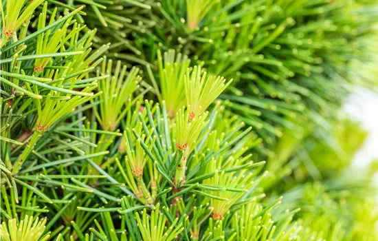 Sciadopitys verticillata 'Piccola' Sciadopitys verticillata 'Piccola'