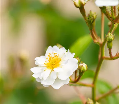 Rosa multiflora