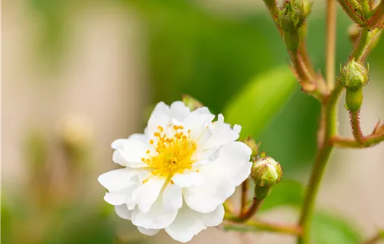 Rosa multiflora Rosa multiflora