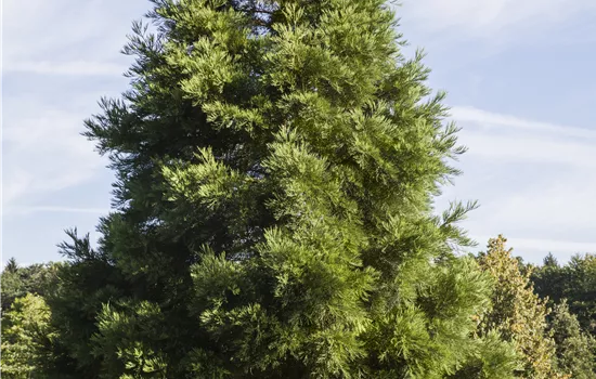 Sequoiadendron giganteum