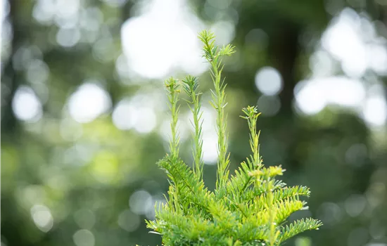 Taxus baccata 'Fastigiata'