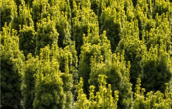 Taxus baccata 'Fastigiata Aureomarginata'