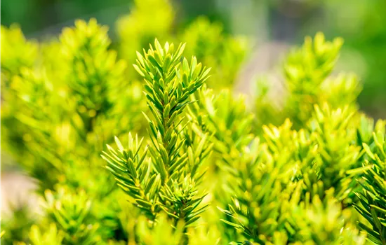 Taxus baccata 'Overeynderi'