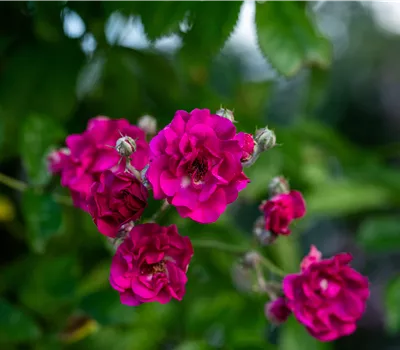 Rosa 'Non plus Ultra' KL