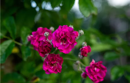 Rosa 'Non plus Ultra' KL Rosa 'Non plus Ultra' KL