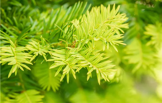 Taxus baccata 'Washingtonii'