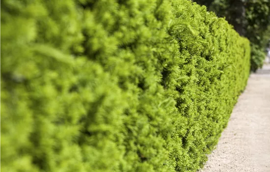 Taxus media 'Hicksii' Taxus media 'Hicksii'