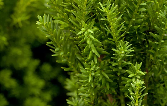 Taxus media 'Hillii' Taxus media 'Hillii'