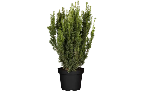 Taxus media 'Farmen'