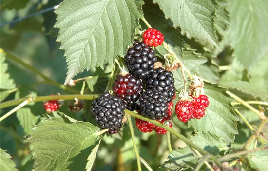 Rubus frut.'Navaho' -R- CAC