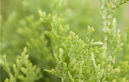 Thuja occidentalis 'Jantar' Thuja occidentalis 'Jantar'