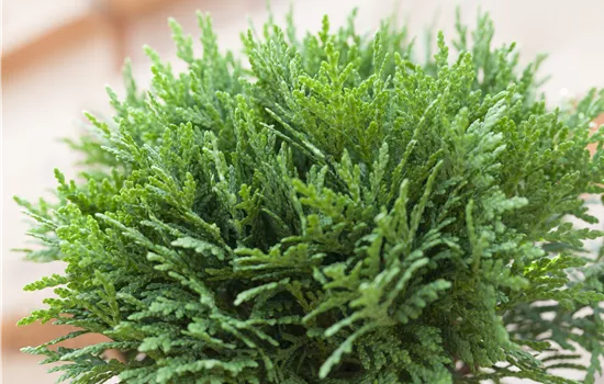 Thuja occidentalis 'Danica' Thuja occidentalis 'Danica'