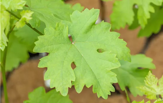 Vitis 'Talizman' Vitis 'Talizman'