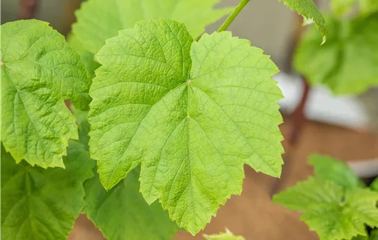 Vitis 'Venus' Vitis 'Venus'