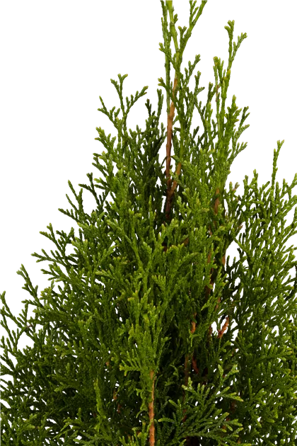 Thuja occidentalis 'Smaragd'