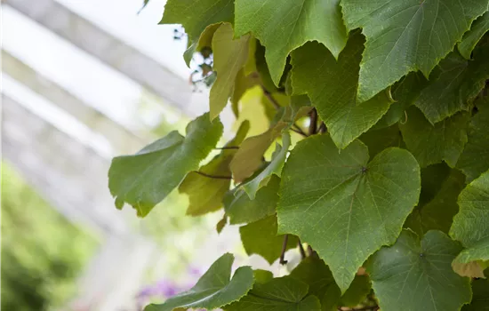 Vitis coignetiae Vitis coignetiae