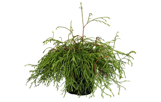 Thuja plicata 'Kager's Beauty' Thuja plicata 'Kager's Beauty'